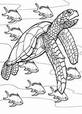 Coloriage Tartarughe Tartaruga Patrol Turtles Animal Tortues Tortue Jurney Pianetabambini Fish Malbuch Vorlagen Stampare Gemälde Tierzeichnungen Zeichenvorlagen Malerei Buch Schildkröte sketch template