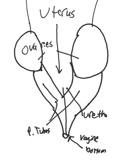 We Asked Men To Draw Vaginas To Prove An Important Point Mic