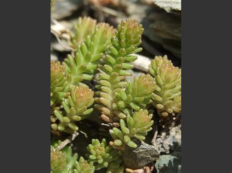 sedum sexangulare tasteless stonecrop crassulaceae images