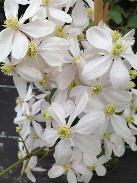 Clematis Armandii 3 Litre Pot Creamy White Flowers