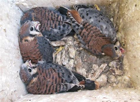kestrels love nest boxes birdnote
