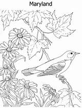 State Coloring Bird Flower sketch template