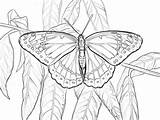 Coloring Pages Viceroy Butterfly Printable Supercoloring Drawings Color Print Bible Drawing Categories sketch template