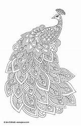 Pavo Pavoreal Mandalas Plumas sketch template