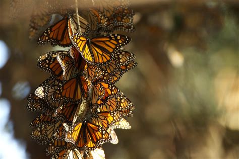 picture monarch butterflies summer breeding habitat