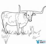 Longhorn Longhorns Bull Stier Ausmalbilder Ausmalbild Steer Ferdinand Colorir Boi Cattle Hereford Supercoloring Buffalo Tiere Horned Skull Ochse Divyajanani Kategorien sketch template
