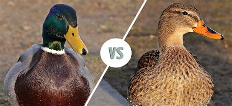 male  female mallard identifying  differences  pictures
