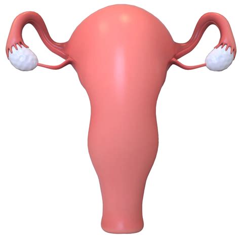 3d Model Female Reproductive System Cgtrader