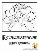 Flower Coloring State Virginia West Rhododendron Pages Choose Board sketch template