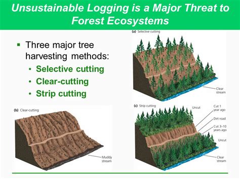 methods  cutting methods  cutting  replanting  forests