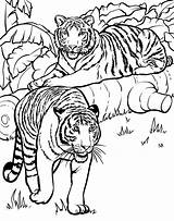 Tigres Selva Tudodesenhos sketch template