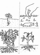 Coloring Growing Plants Does sketch template