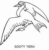 Tern Coloring Sooty Designlooter sketch template