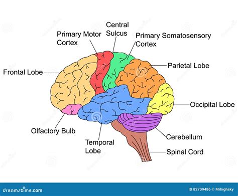parts  brain stock vector illustration  medical