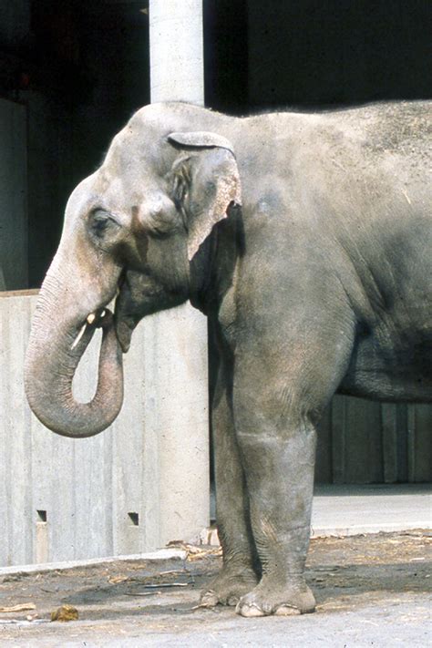 Sniffing Out Secrets Of Elephant Sex Unews Archive