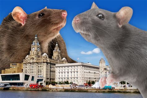 giant rats terrify liverpool residents theyve