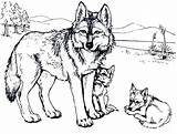 Wolf Coloring Pages Head Realistic Getdrawings sketch template