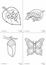 Butterfly Cycle Life Colouring Pages Set Activity Kids Become Animals sketch template