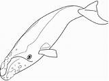 Whale Coloring Right Gray Template Pages Drawings Animals Sketch Templates sketch template