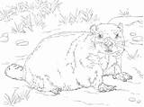 Marmot Groundhog Supercoloring Bellied sketch template