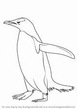 Penguin Draw Gentoo Drawing Step Antarctic Animals Drawingtutorials101 Drawings Easy Pinguin Cartoon Galapagos Tutorials Learn Animal Template Chinstrap sketch template