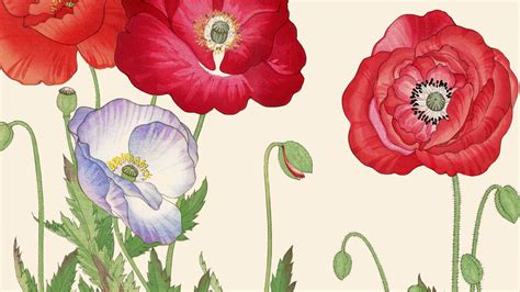 vintage poppies floral wallpaper buy  happywall