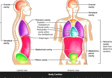body cavity cavities   human body