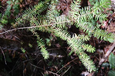 douglas fir needles soft  touch grow radially  stem friends  gualala river