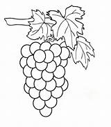 Clipart Weintrauben Grapes Coloring Pages Clipground Coloringtop sketch template