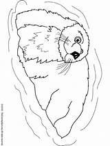 Otter Coloring Pages Sea Colouring Color Animals sketch template