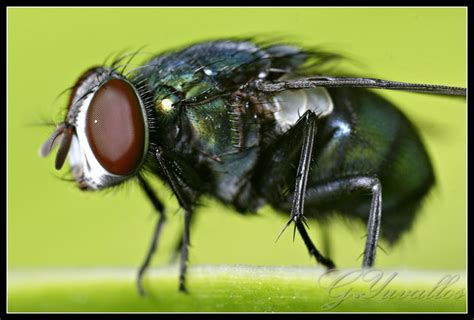 fly fly gerald yuvallos flickr