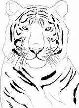 Tiger Coloring Pages Kids Printable Cartoon Face Drawing Animal Draw sketch template