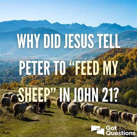 jesus told peter feed  sheep