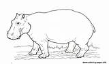 Animal Coloring African Hippo Printable Pages Color sketch template