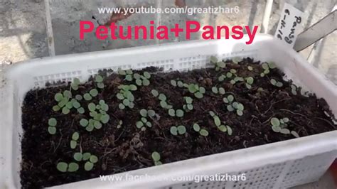grow petunia   grow pansies petunia seed germination