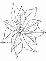 Poinsettia Coloring Flower Pages Drawing Printable Kids Color Print Getdrawings sketch template