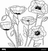 Coquelicots Amapolas Poppies Negro Mohnblumen Colorazione Papaveri ähnliche Stockbilder Alamyimages Sauver Salva sketch template