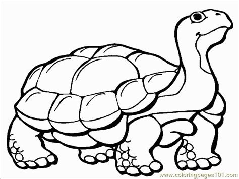 tortoise  coloring clipart