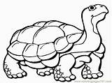 Tortoise Coloring Pages Gopher Galapagos Getcolorings Getdrawings Colorings sketch template