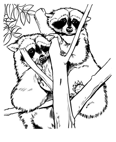 raccoon coloring pages  print