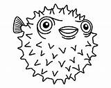 Coloring Puffer Erizo Pez Porcupine Peces Pufferfish Paracolorear sketch template