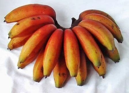 fresh bananas red banana service provider  thiruvananthapuram