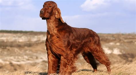 red dog breeds  popular breeds  long short red coats