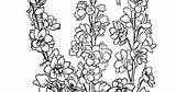 Flower Larkspur Drawing Tattoo Paintingvalley sketch template