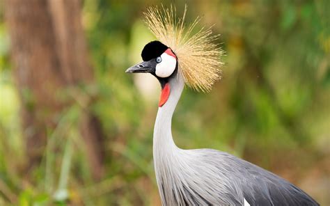 grey crowned crane birding safaris  uganda uganda safaris tours