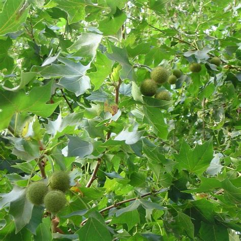 London Plane Hybrid Plane Tree Platanus Acerifolia 50 Seeds