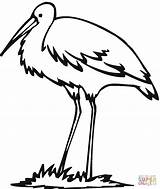 Kingfisher Clipart Crane Coloring Outline Egret Bird Cliparts Animals Pages Designlooter Clipartbest Super Tablets Compatible Ipad Android Printable Version Color sketch template