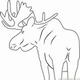 Moose Coloringpages101 Mammals sketch template