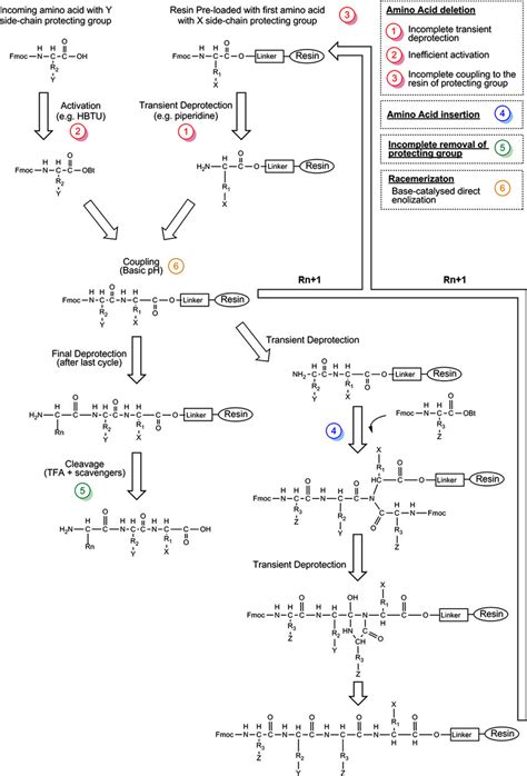 schematic overview  fmoc solid phase peptide synthesis spps