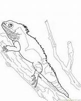 Coloring Lizard Pages Tuatara Water Color Printable Kids Reptile sketch template